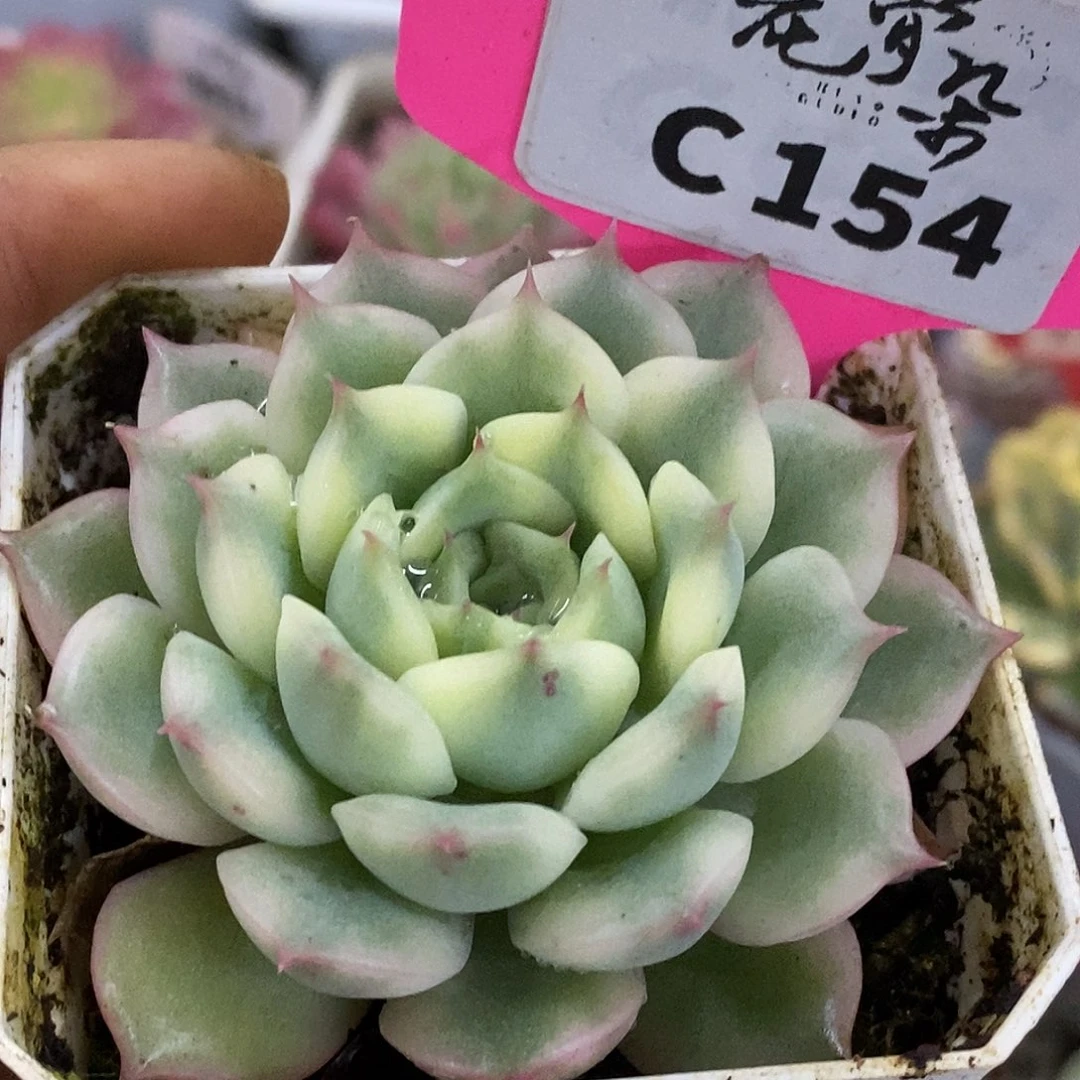 154哈哈哈哈哈实事求是