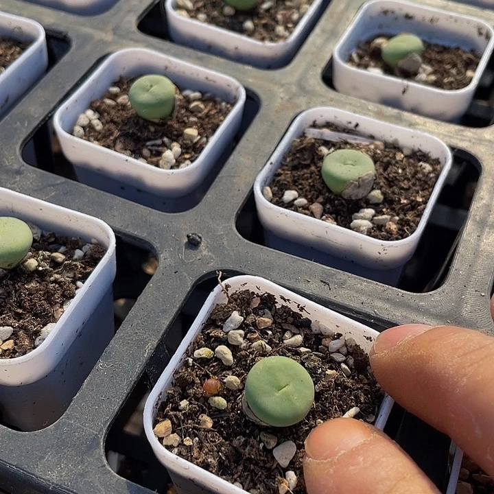 小红嘴带盆土发货