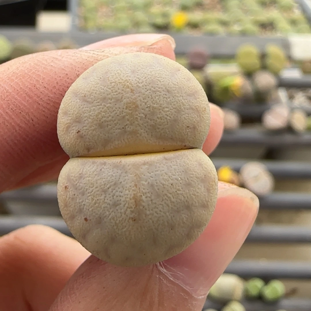 11.12号爱萌多肉8251