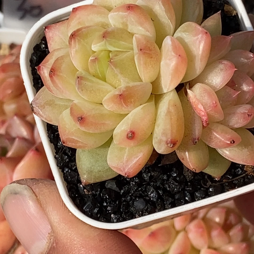 天官赐福百无禁忌