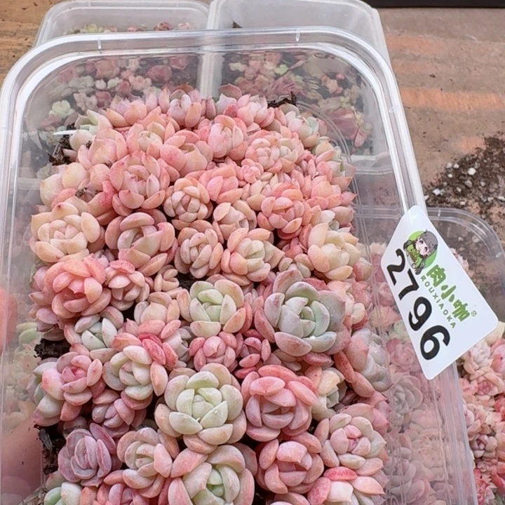 多肉植物多肉植物