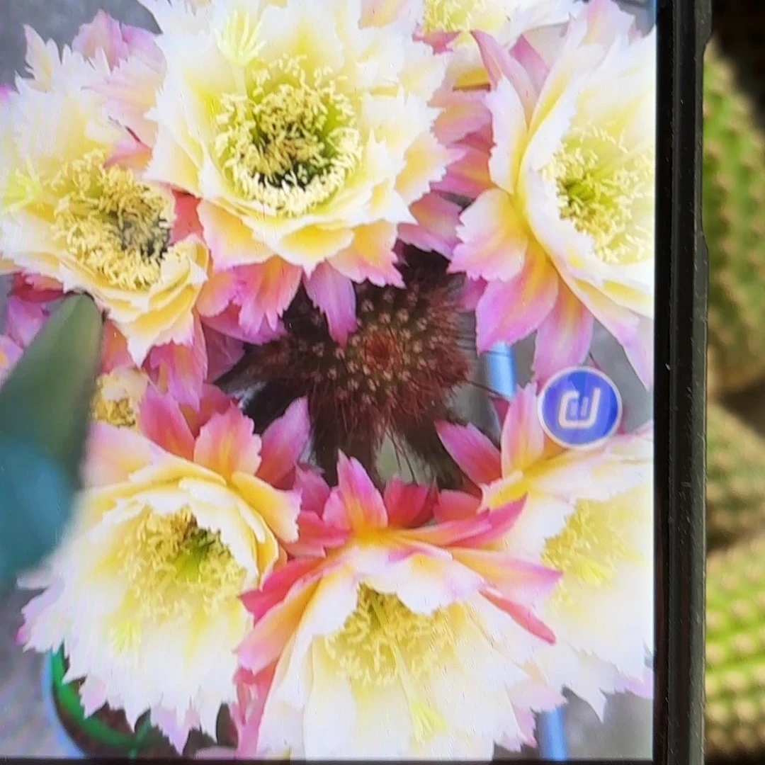 126毛侧牙20包邮仙人球34