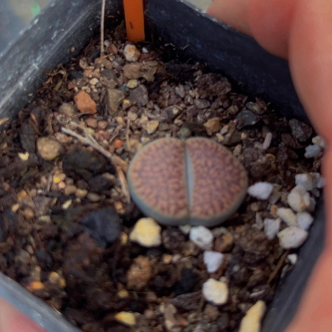 500 一物一拍，默认有伤，介意勿拍，不退不换