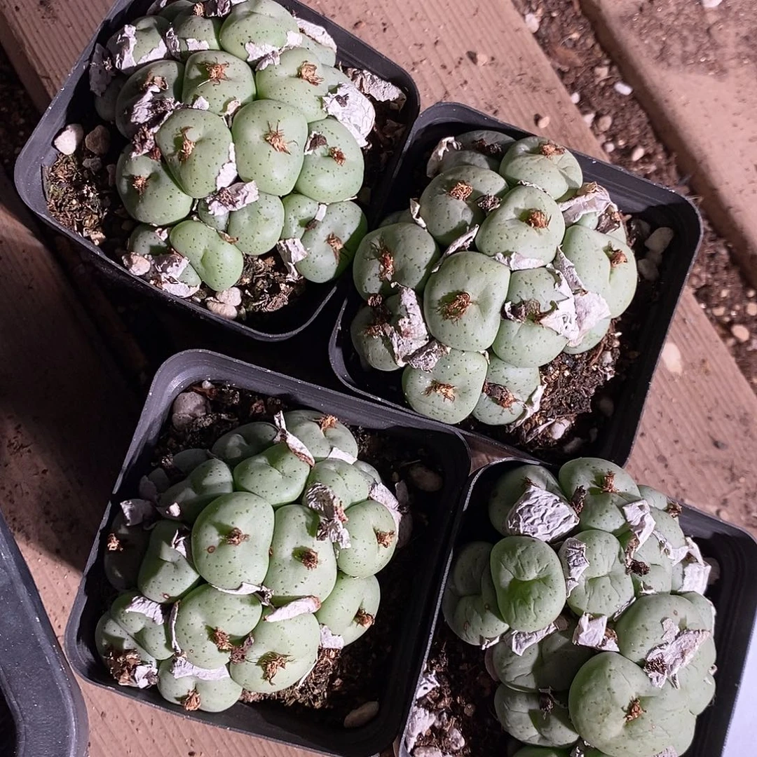 1312。    一盆大饼。