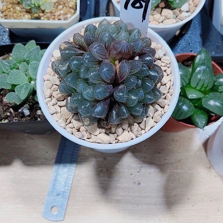 好看的雨露新手好养的