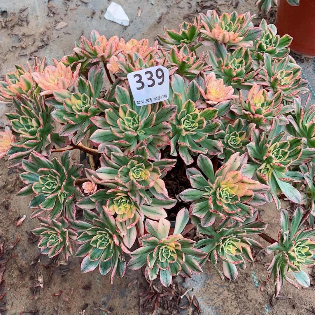 无花朵多肉植物339
