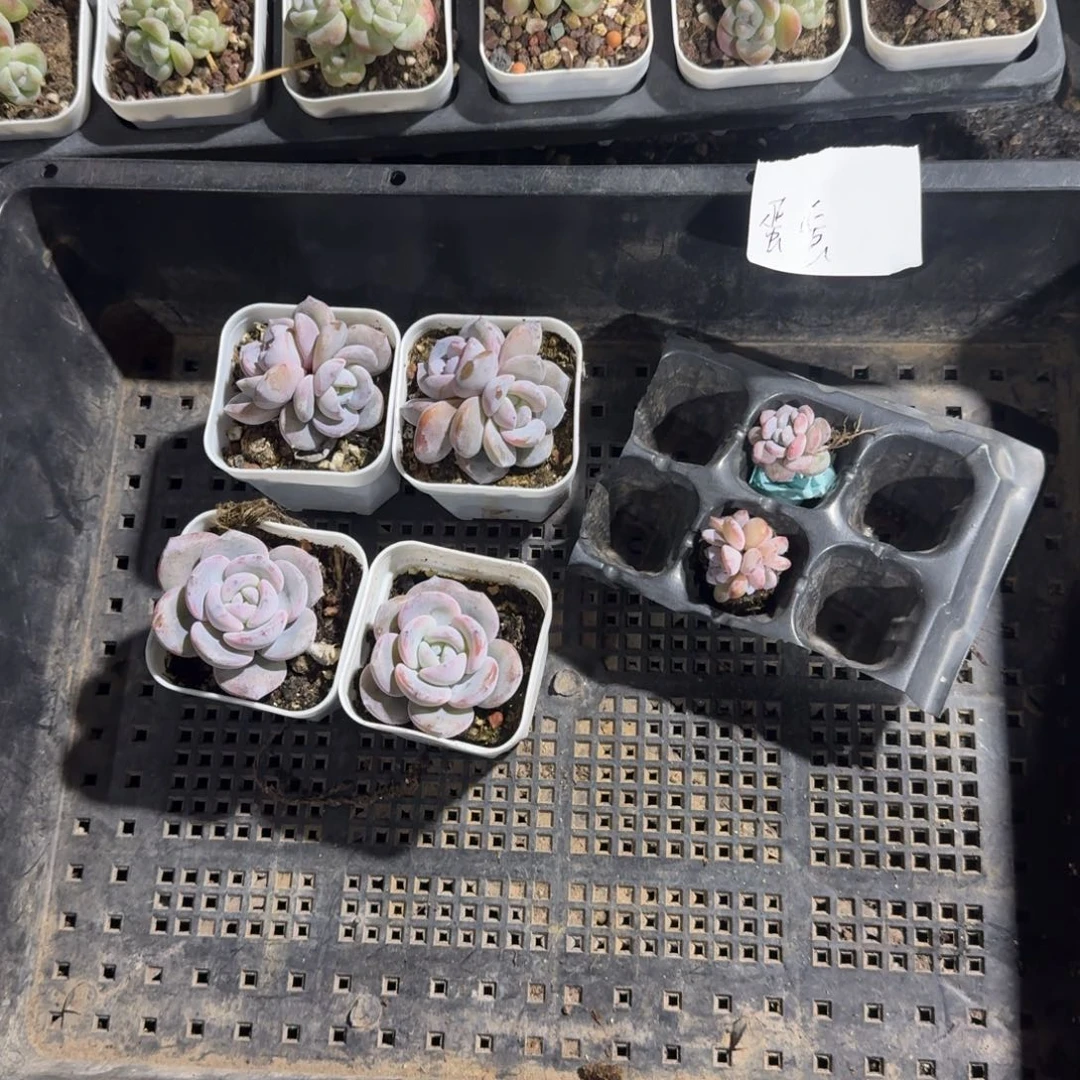 蛋蛋一物一拍专拍