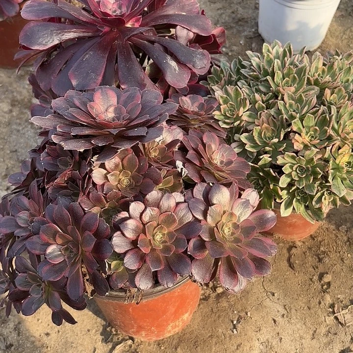 多肉植物法师3颗36