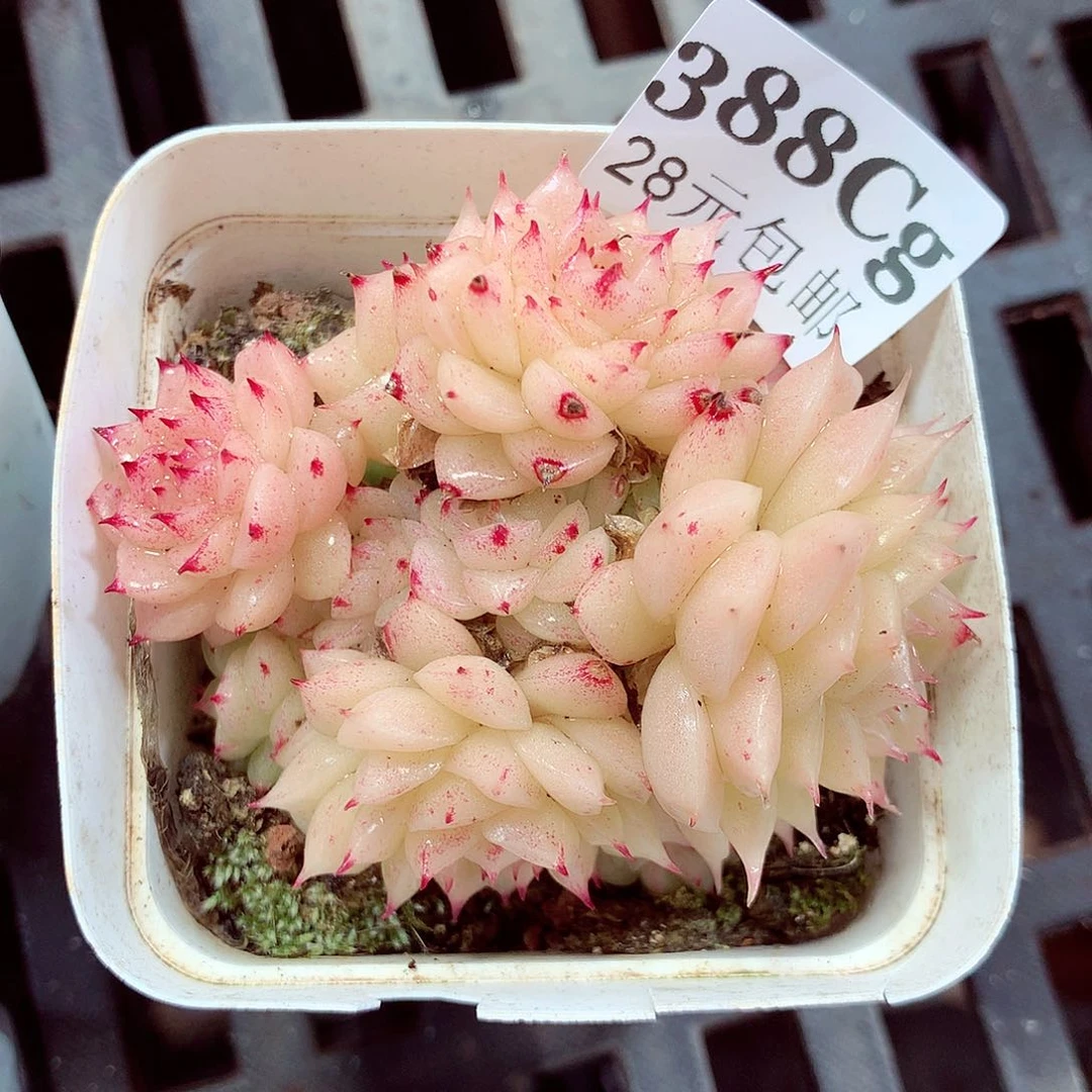 5厘米盆精控多肉388