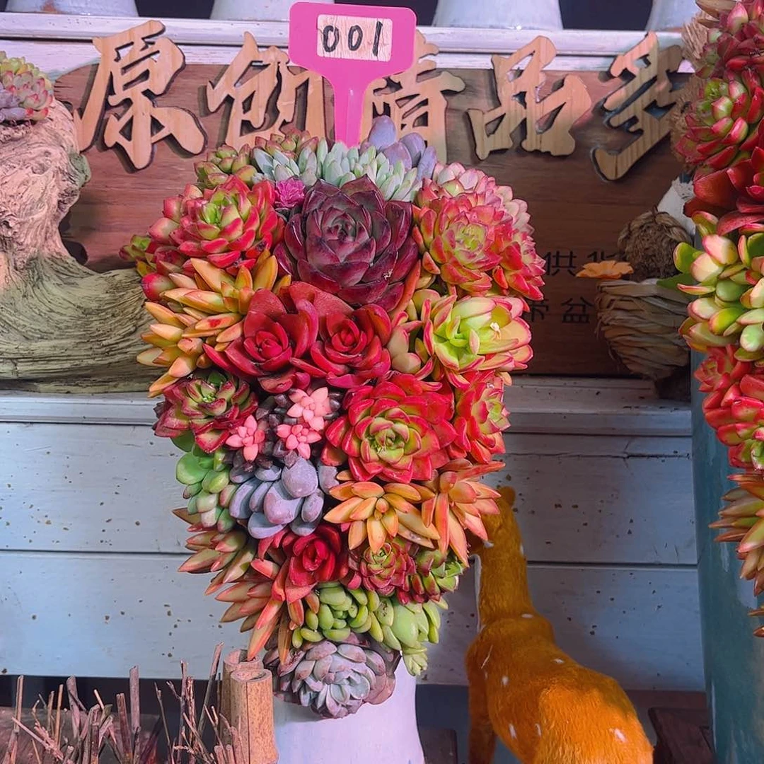 花开富贵多肉植物