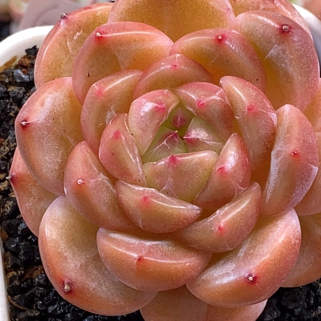 天官赐福百无禁忌