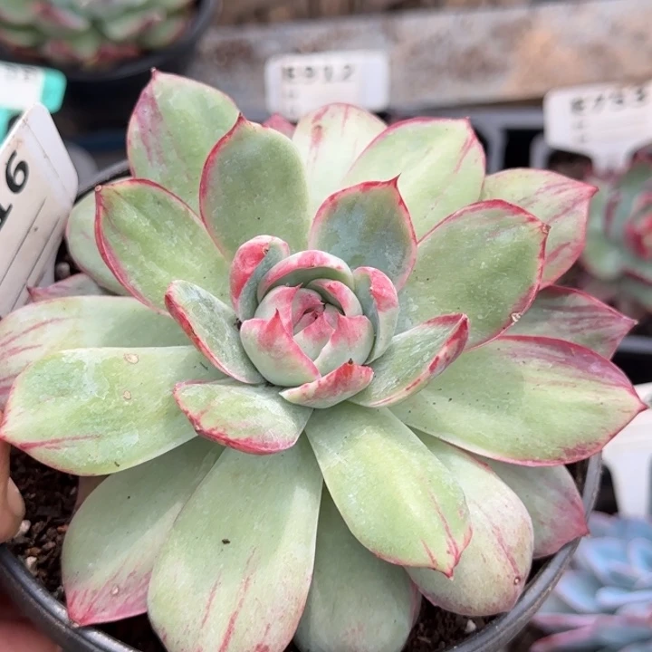 惊鸿一物一拍包装收缩花旱