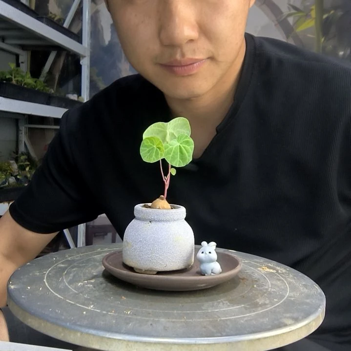 ?****宝中青园艺一物一拍140