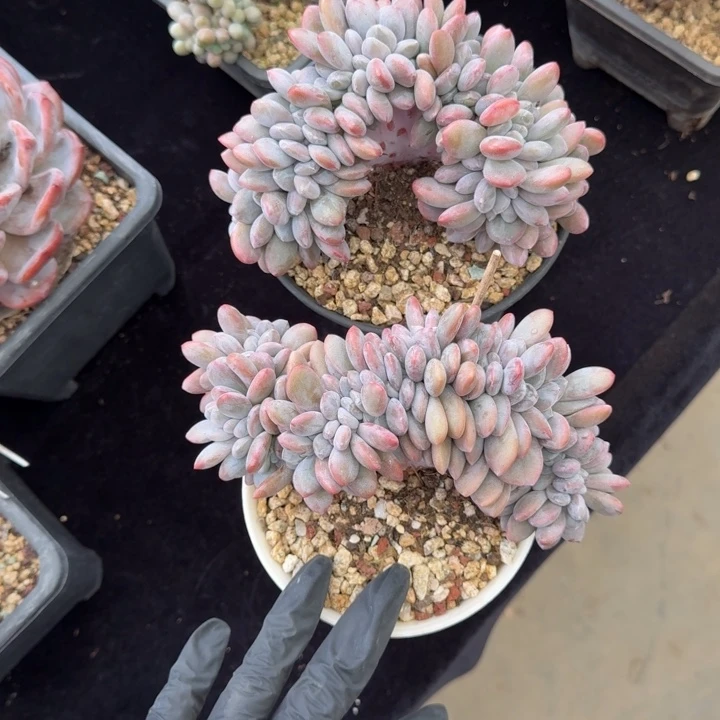 水***寒两颗一起的一物一的的