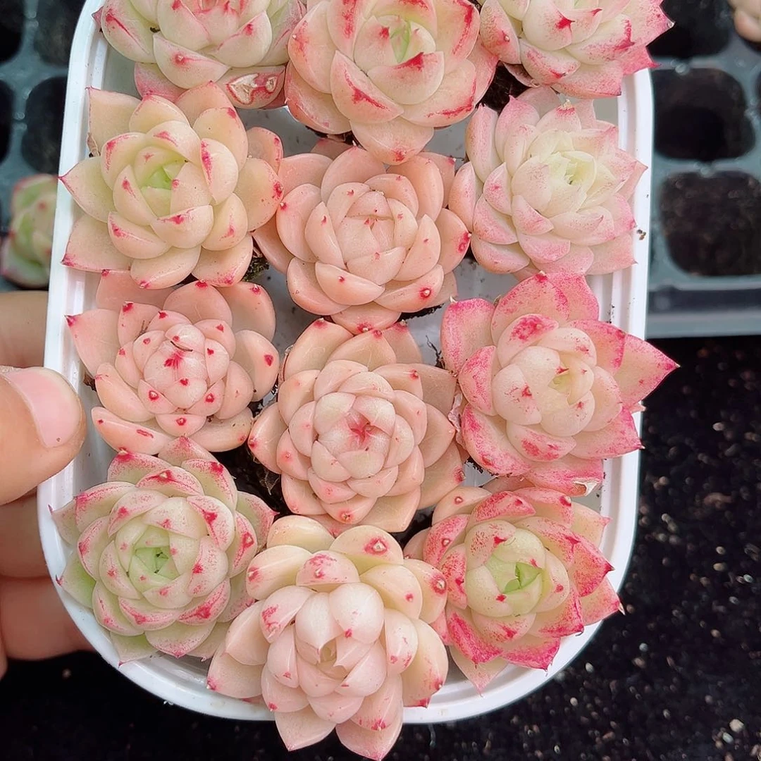 1-907 新疆西藏内蒙不发 年货后初7初8多肉