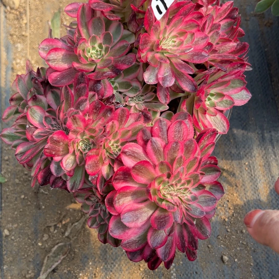 78倾城多肉植物一