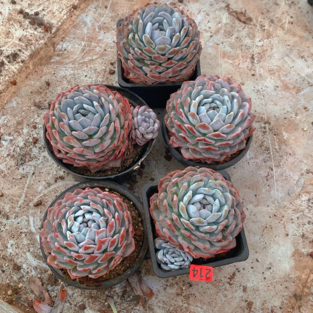 214橙子1111111111111