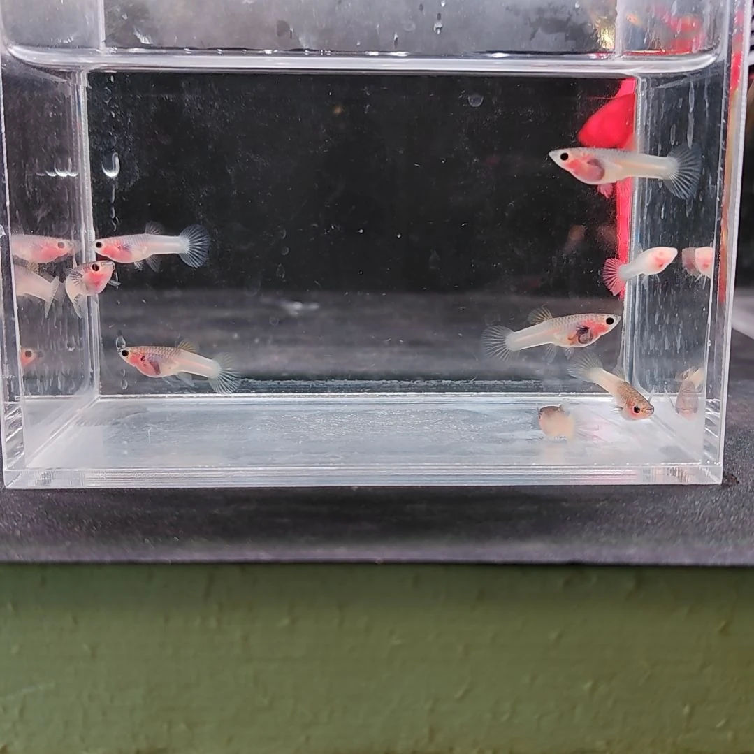 孔雀鱼编号08粉猫玻璃猫