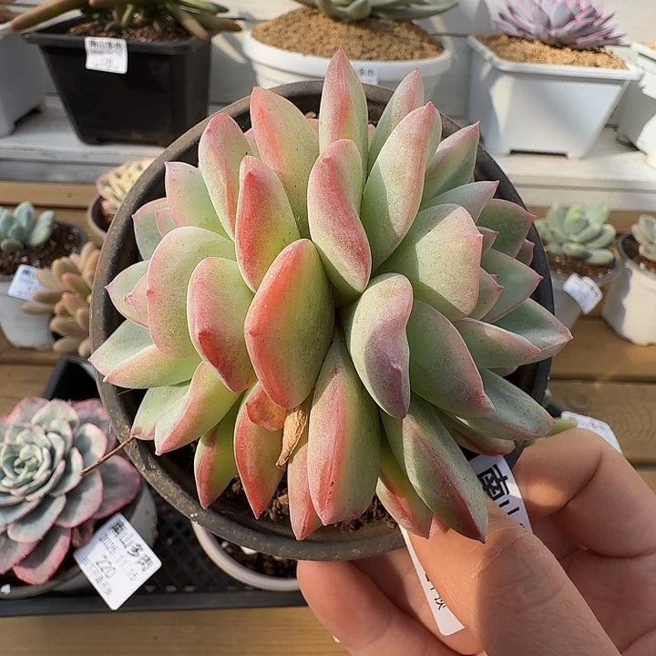 双头泡芙1111115-219