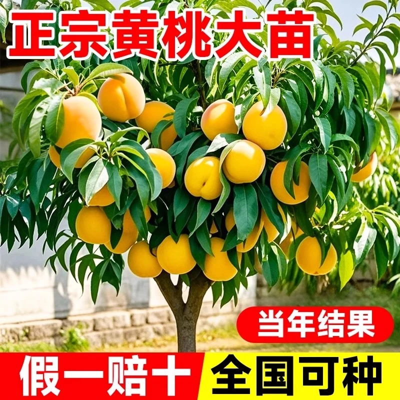 黄桃树苖桃树果苗嫁接苗冬桃油桃树果苗南方北方种植桃苗当年结果