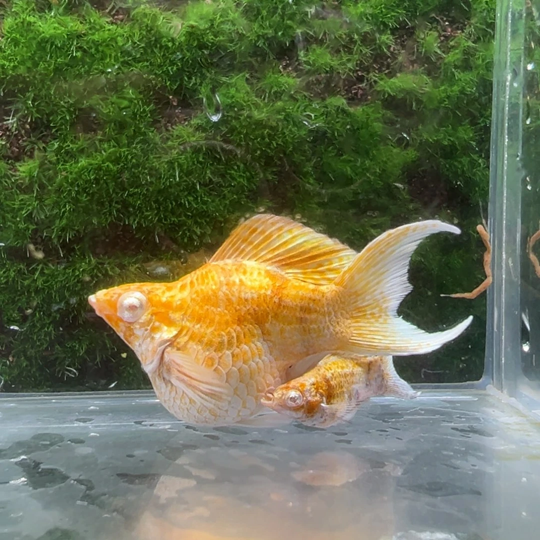 黑玛丽鱼金虎种鱼一对。