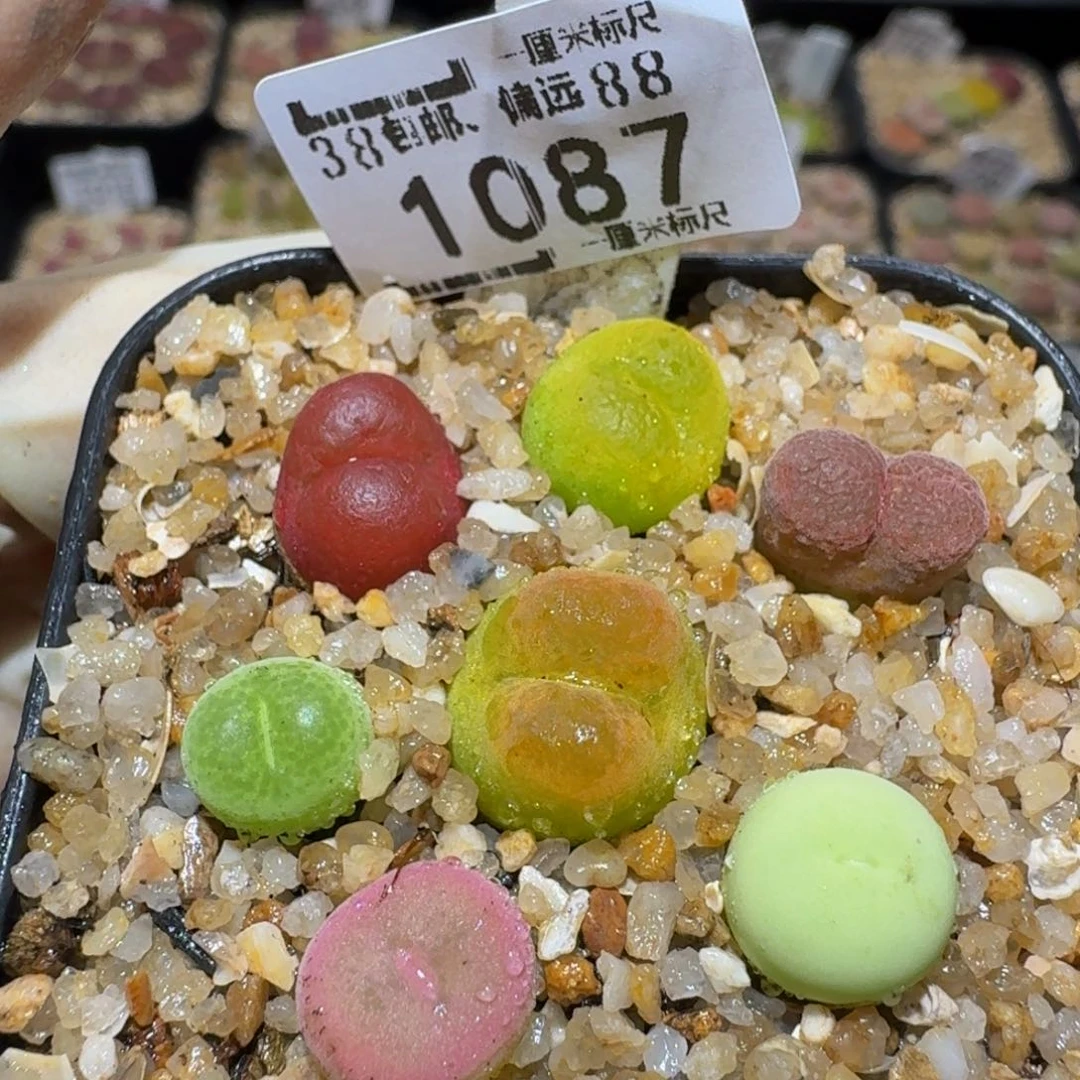 Ssss精品生石花1087