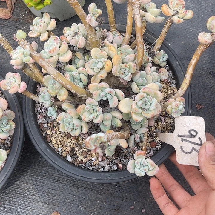 糊***丁晨语多肉，一物一拍973