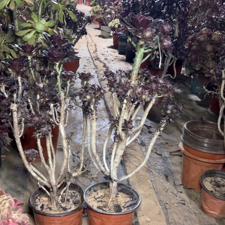 12二颗多肉多肉多肉多肉