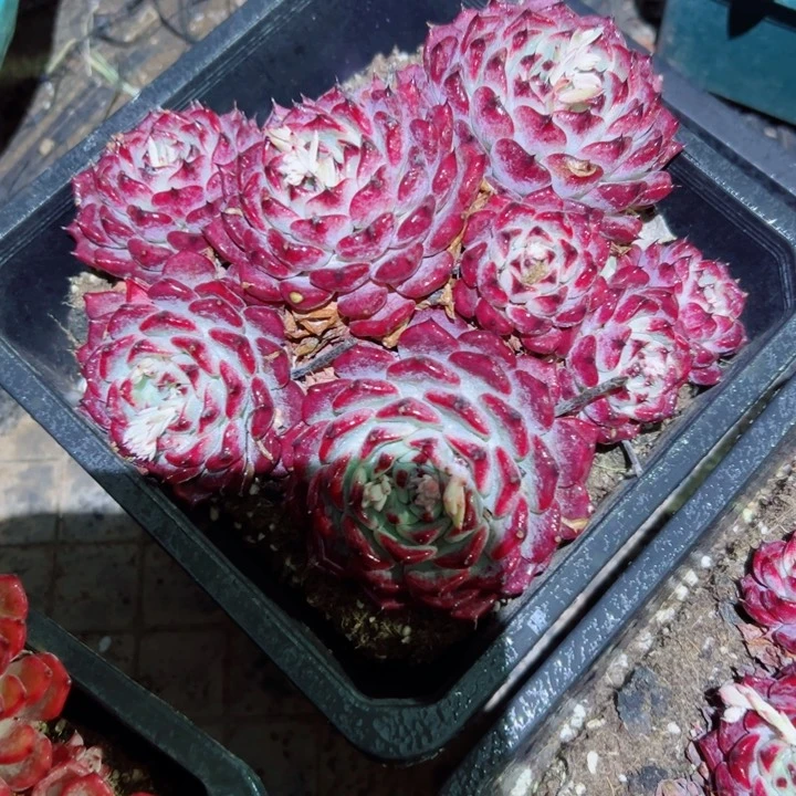 精品多肉植物老桩