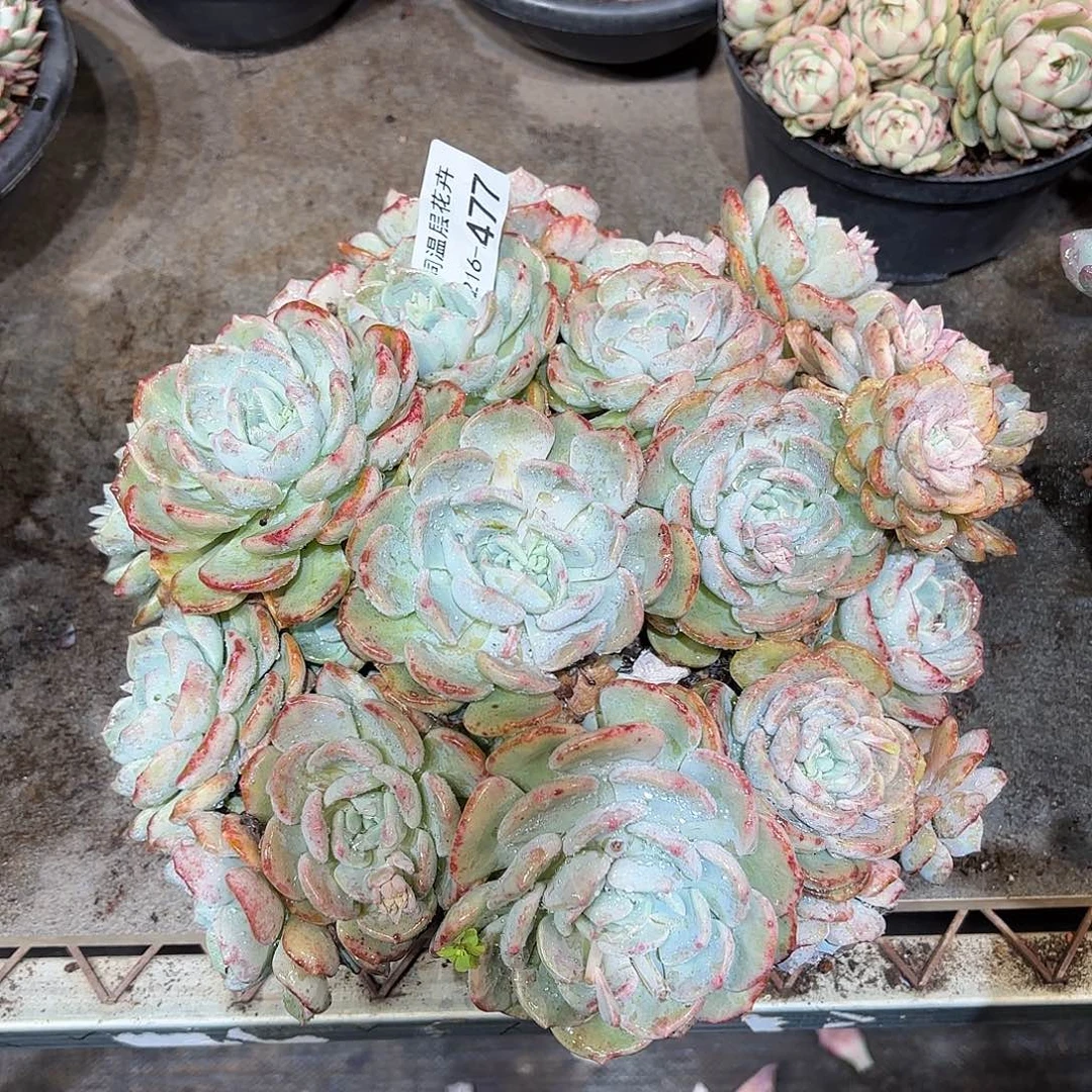 同温层多肉千山雪477