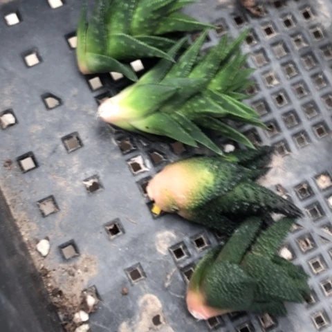 松挲掌哥斯拉木立龙鳞4颗一起发货