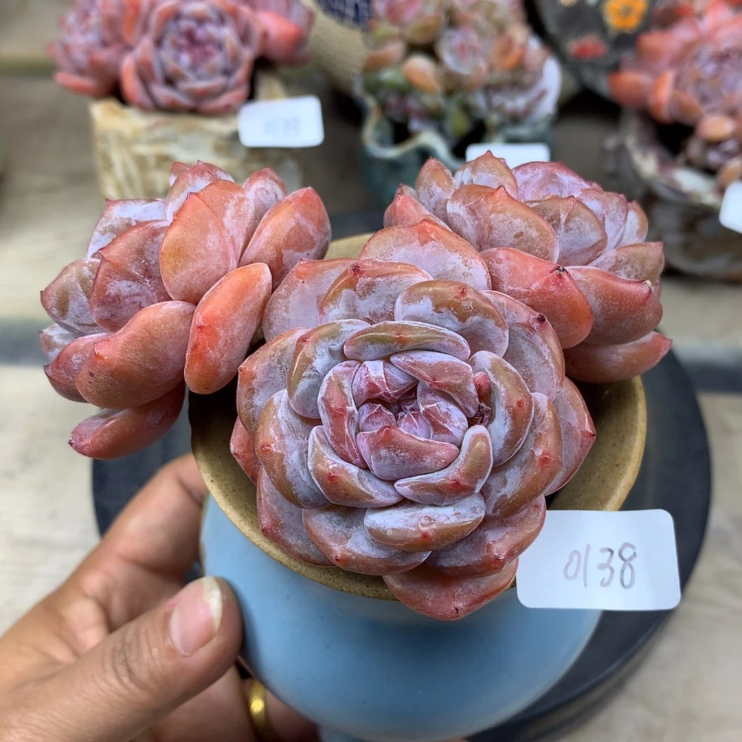 粉底紫心138/9.5cm3头多肉