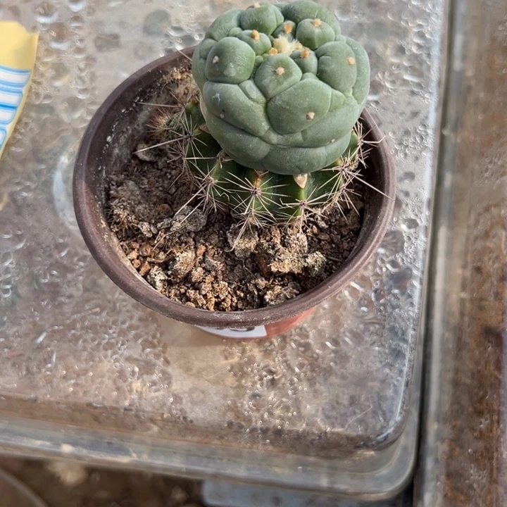 玩****?海鲜仙人球159号