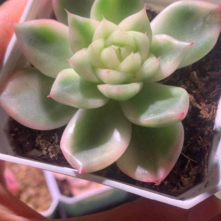 弗洛瑞安娜，锦哥多肉