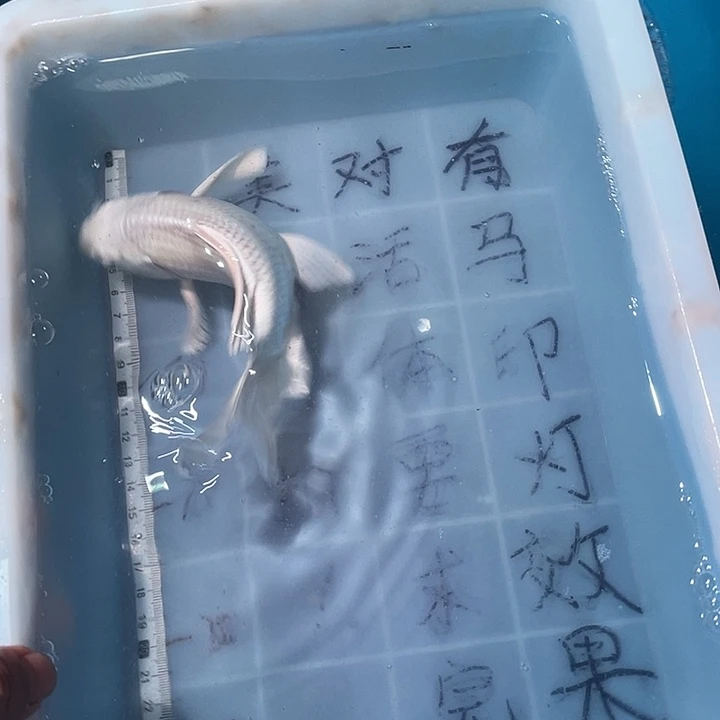 蝴蝶鲤鱼渔场直发了77