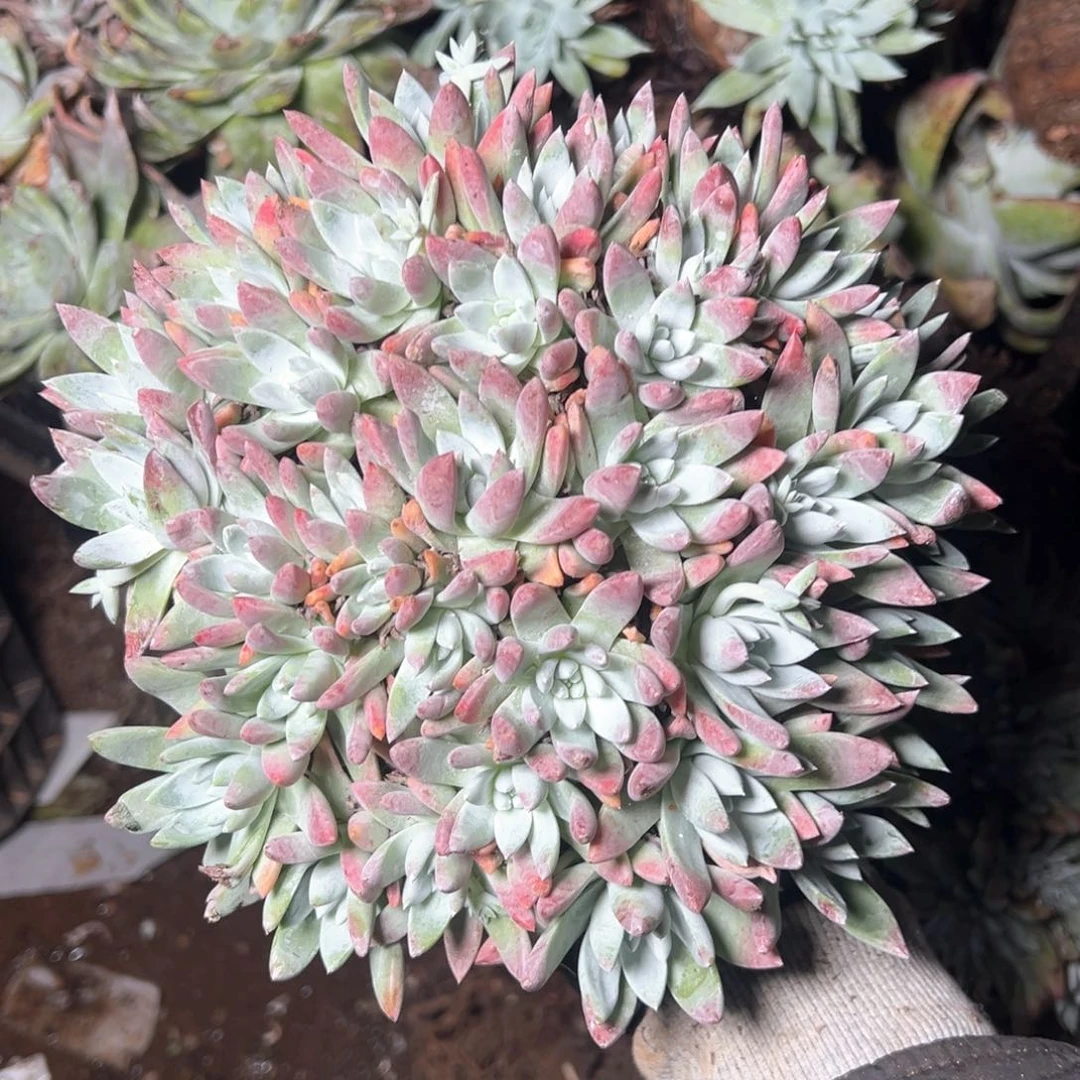 5840苹果叶杂交多肉