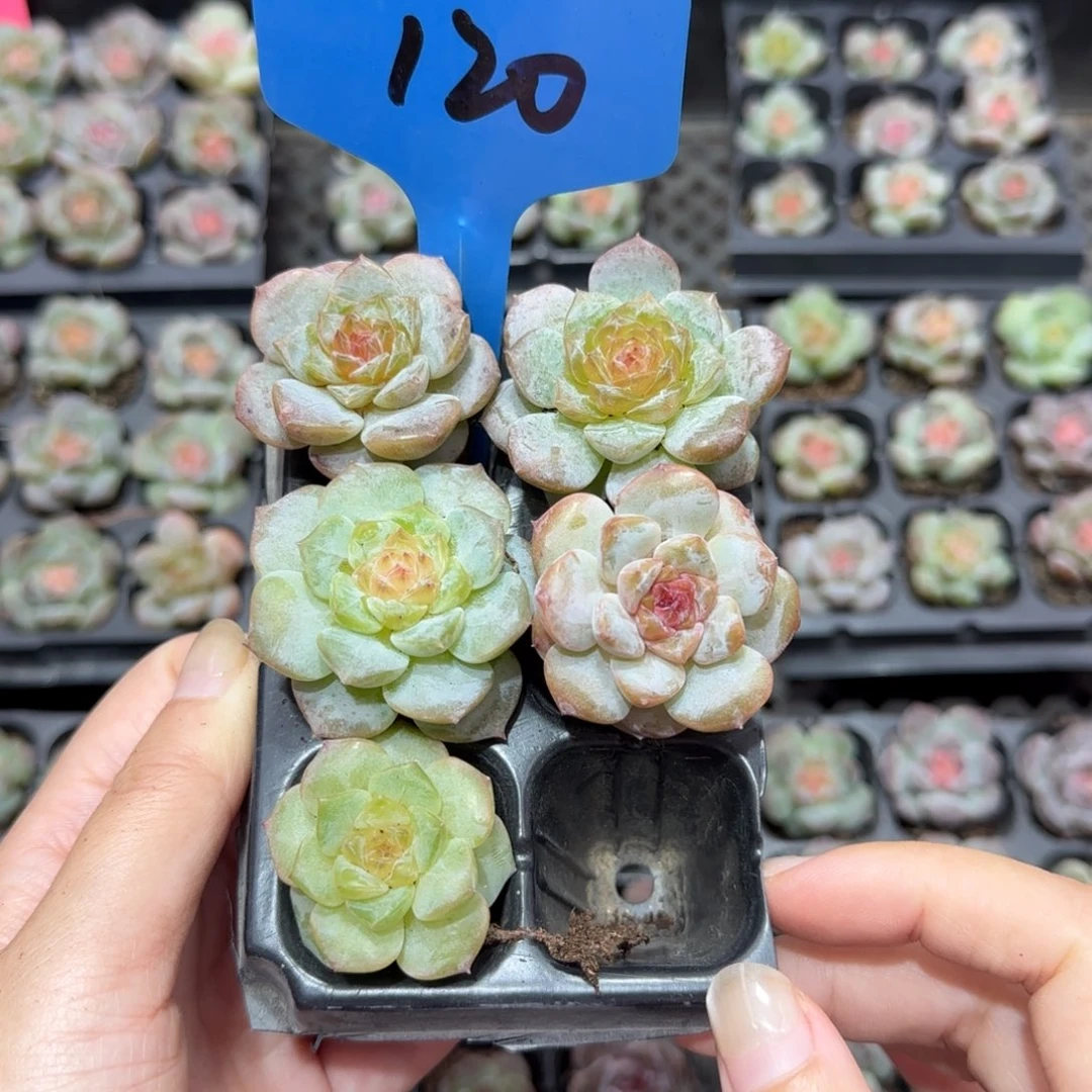 120 满38包邮➗偏远发货后不退货退款
