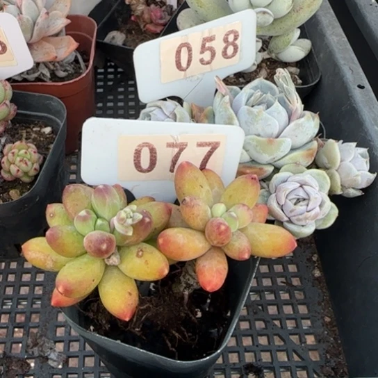 金****界77无拉克啦一物一拍多肉