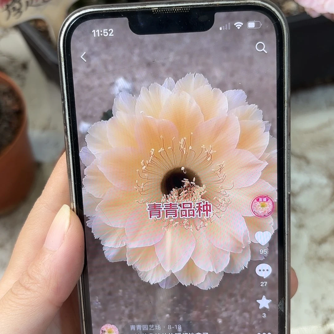 彩草1-53号6公分左右