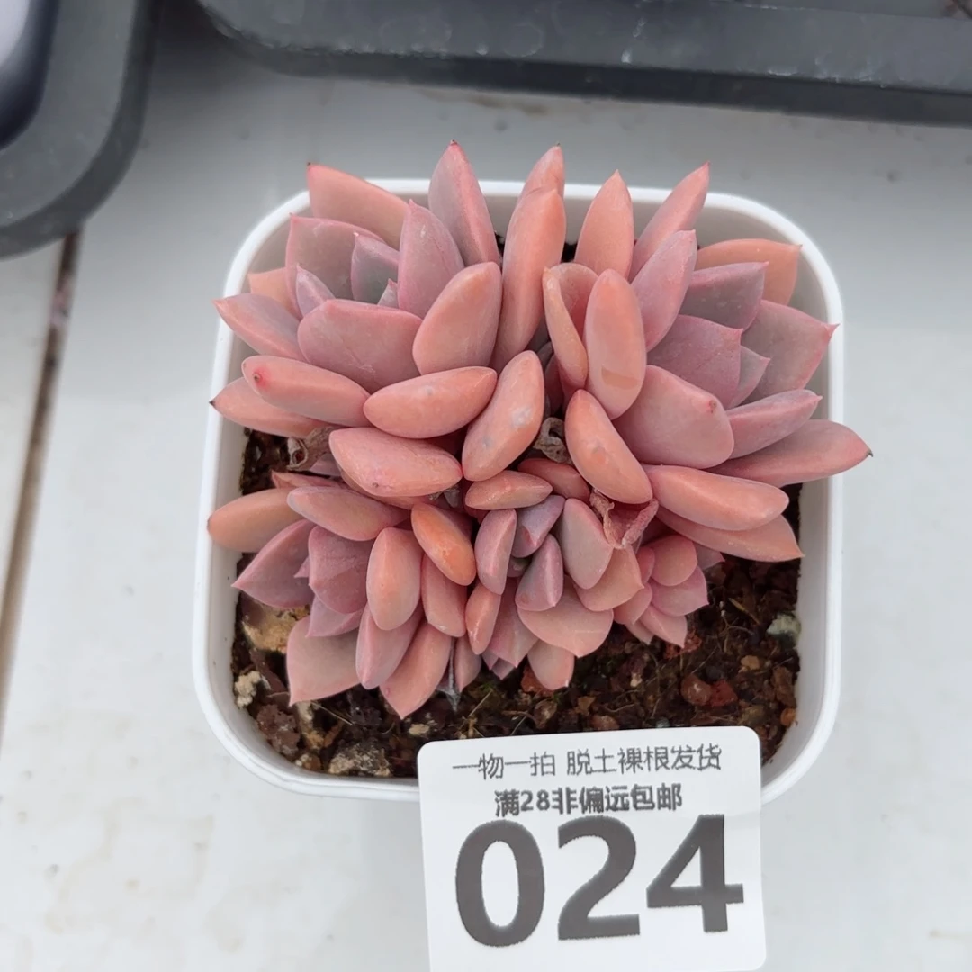 黛比群无盆土发货