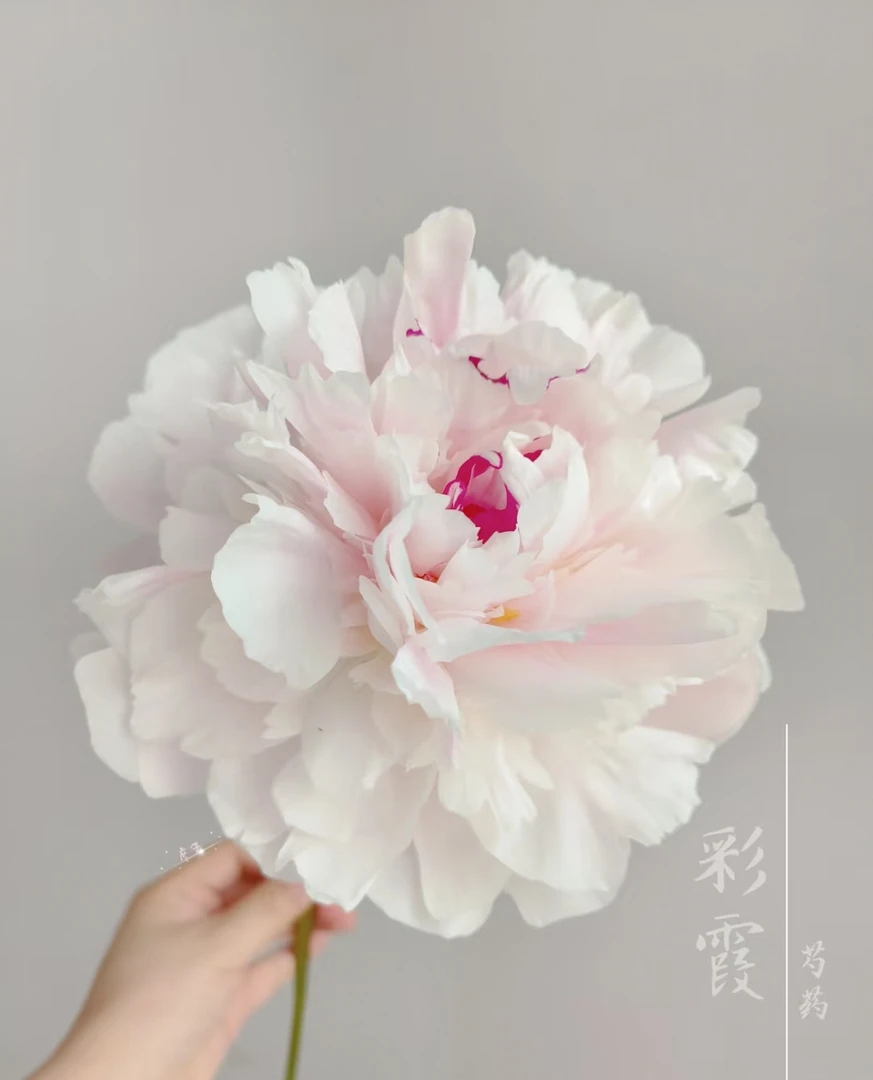 [彩霞]高山芍药鲜切花  甘肃基地直发