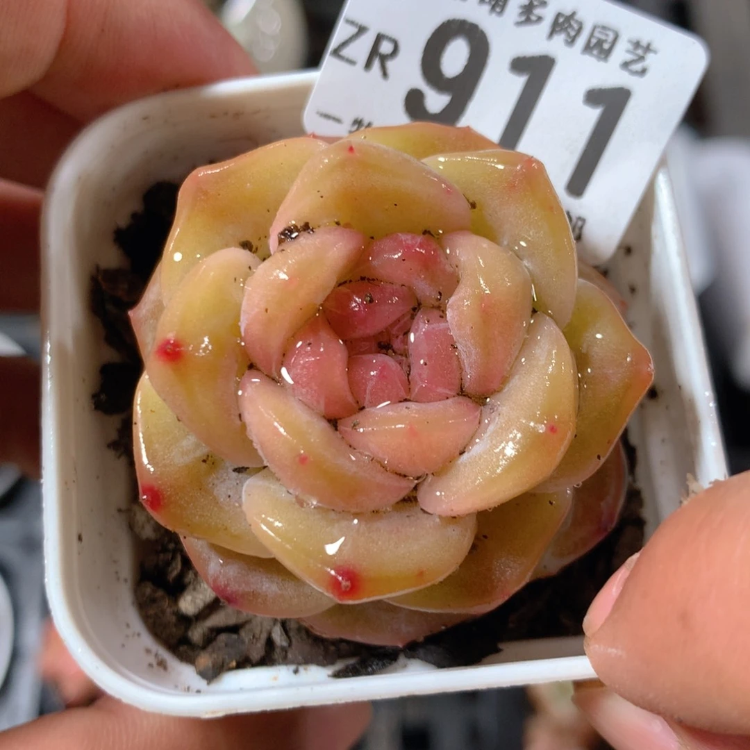 5CM拇指盆精控多肉ZR911