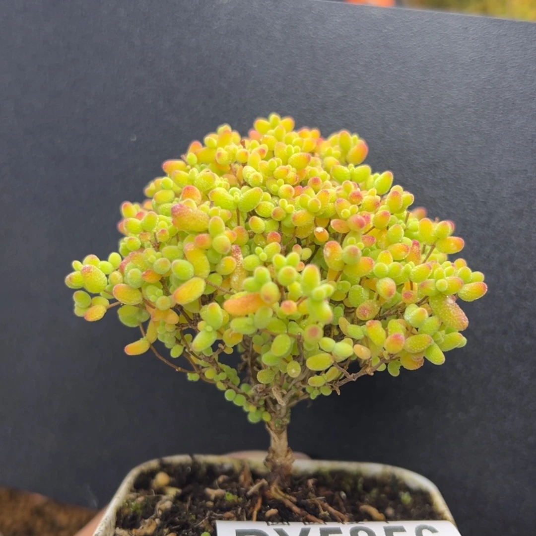 傻***头dy5856精控蜜橘糖球冠幅6.5cm