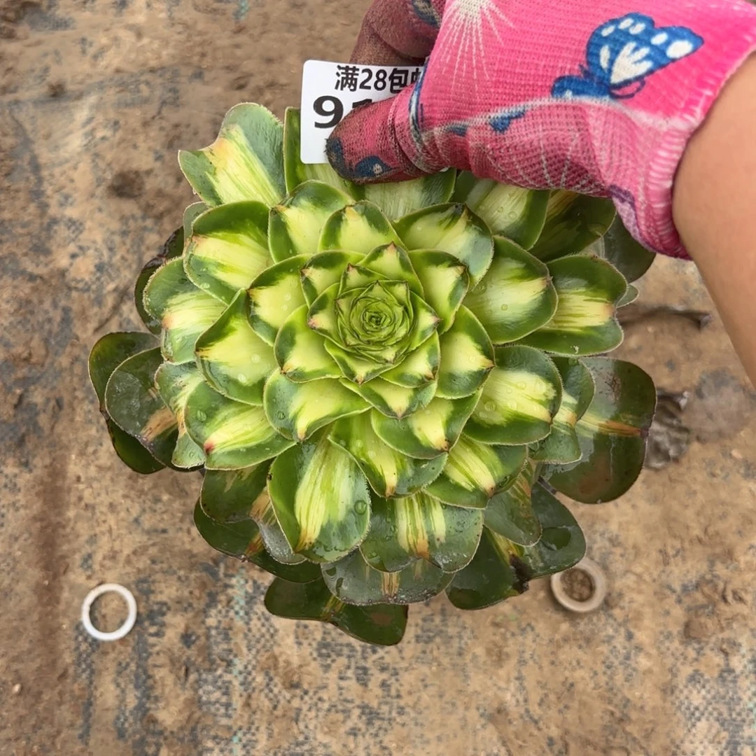 X. 9124暴君多肉。adede