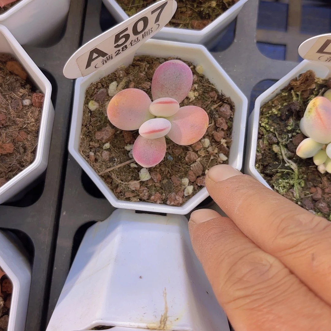 A507乒乓一物一拍