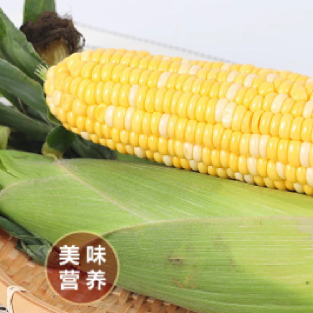 新鲜蔬菜玉米当季大熟棒甘甜玉米棒（及时取件）