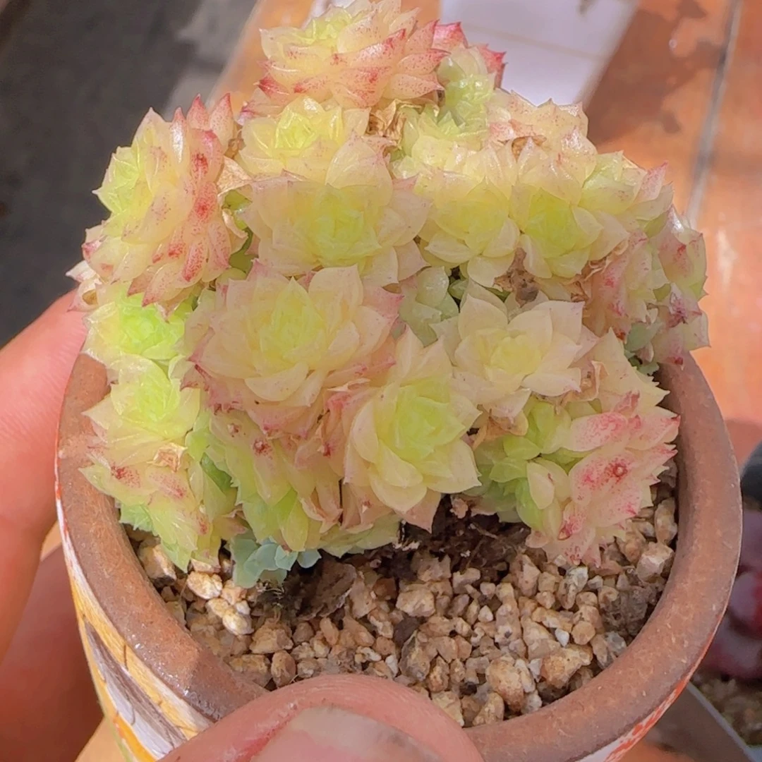 麦秆精控一物一拍