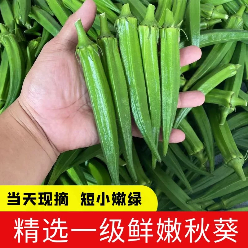 当季新鲜现摘秋葵鲜嫩黄秋葵蔬菜