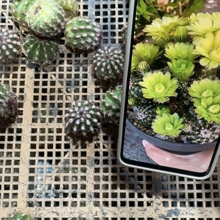 206青花虾切口大歪3公分左右无根侧牙，20包邮