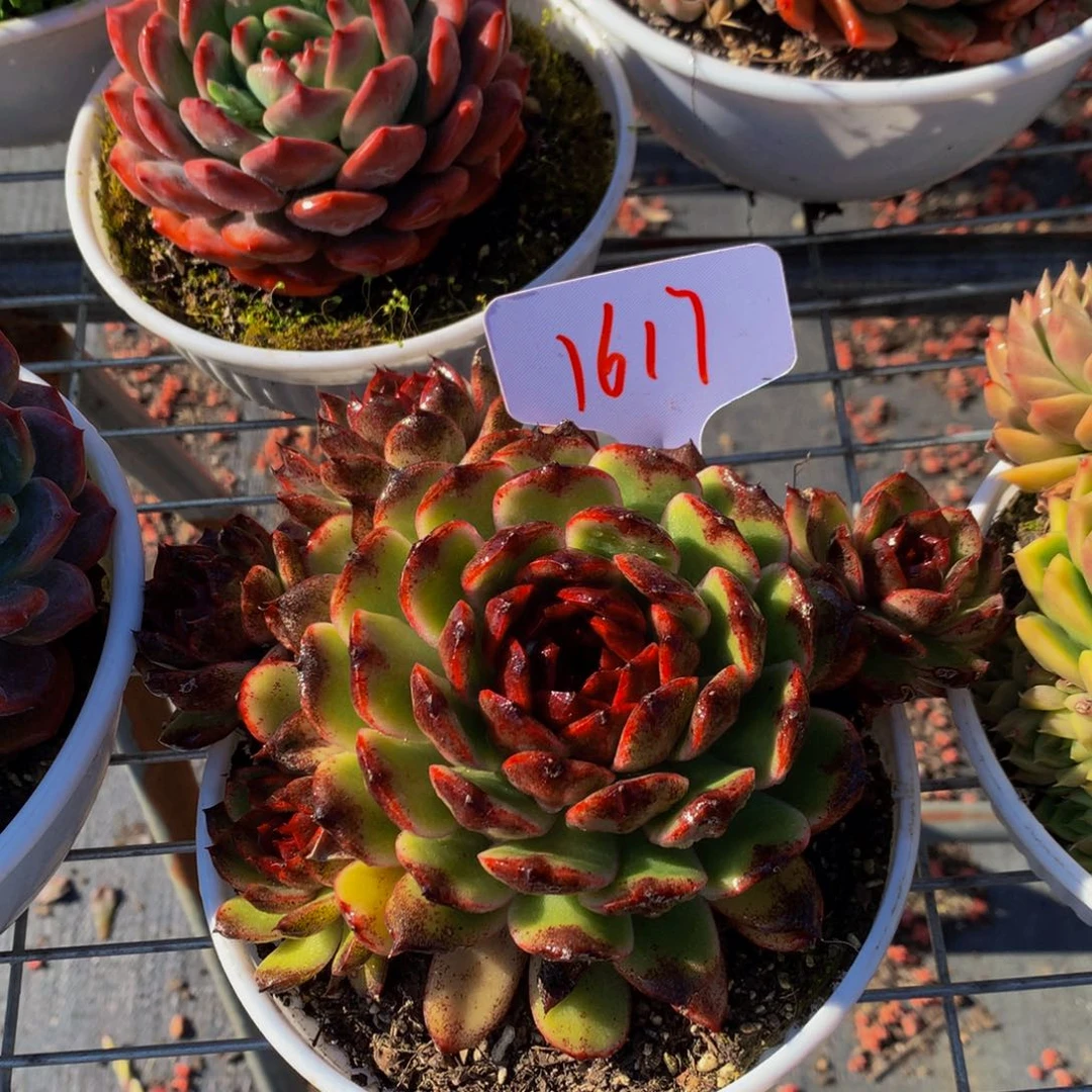 1617-10-18一物一拍